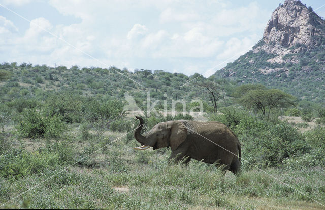 African elephant (Loxodonta africana)