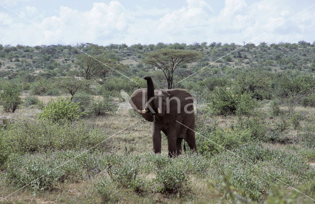 Afrikaanse olifant (Loxodonta africana)