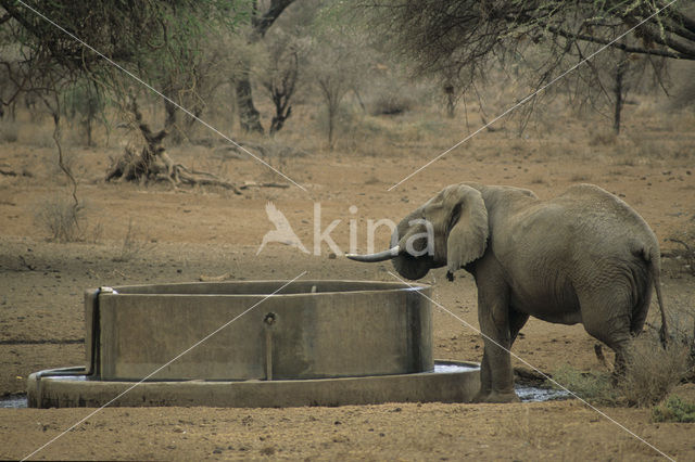 African elephant (Loxodonta africana)