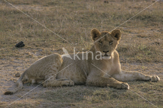 Afrikaanse witte leeuw (Panthera leo)