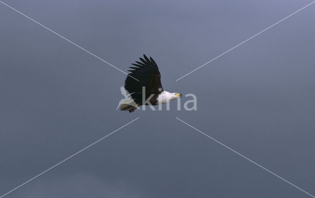 African fish eagle (Haliaeetus vocifer)