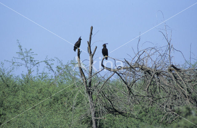 Long-crested Eagle (Lophaetus occipitalis)