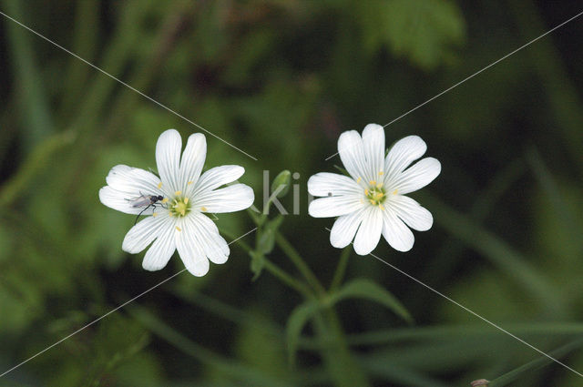 Akkerhoornbloem (Cerastium arvense)