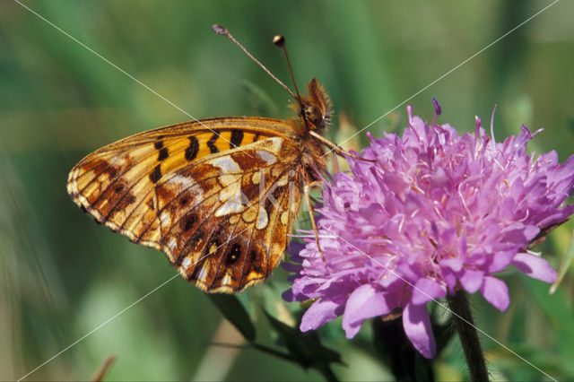 Violet Fritillary (Boloria dia)