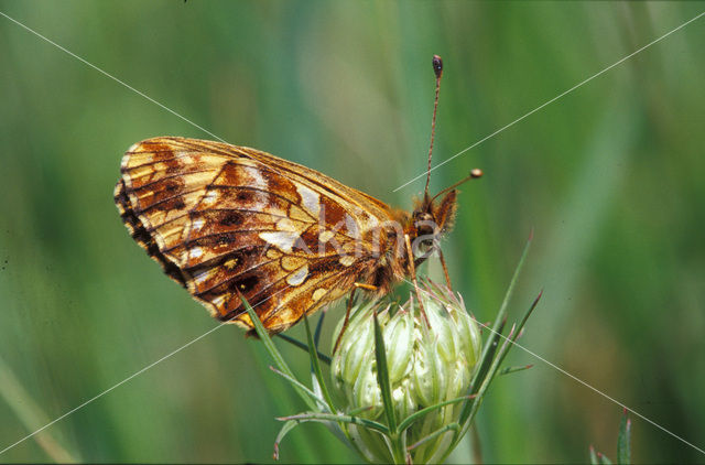 Violet Fritillary (Boloria dia)