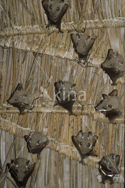 Angolan epauletted fruit bat (Epomophorus angolensis)