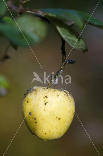 Apple (Malus domesticus)
