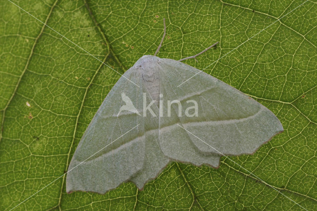 Light Emerald (Campaea margaritata)