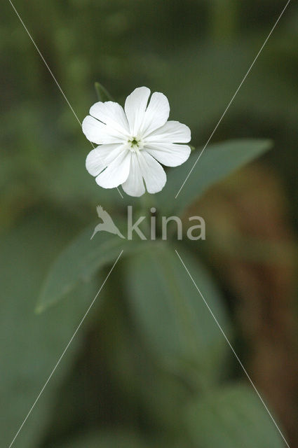 Avondkoekoeksbloem (Silene latifolia subsp. alba)