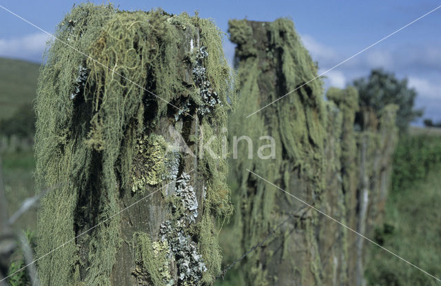 Baardmos (Usnea)