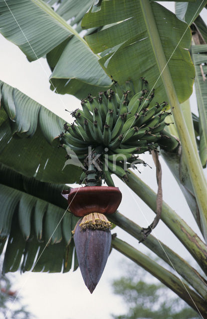 Banaan (Musa uranoscopus)