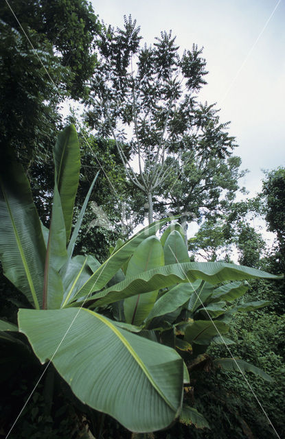 Banaan (Musa uranoscopus)