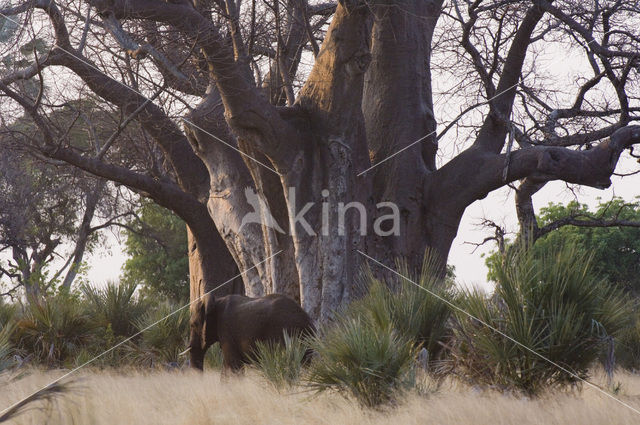 Baobab (Adansonia digitata)