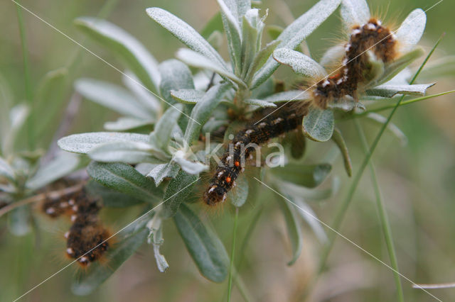 browntail moth (Euproctis chrysorrhoea)