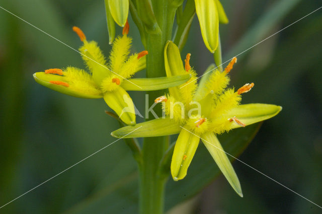 Bog Asphodel (Narthecium ossifragum)