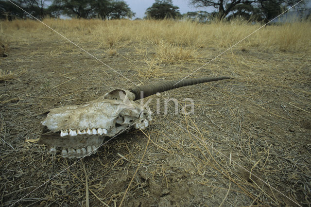 Beisa oryx (Oryx beisa)