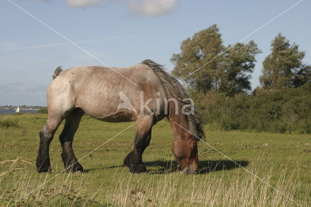 Belgian Horse (Equus spp)