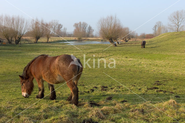 Belgian Horse (Equus spp)