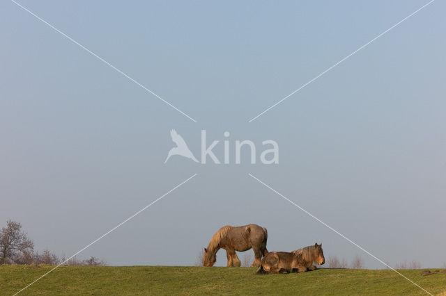 Belgian Horse (Equus spp)