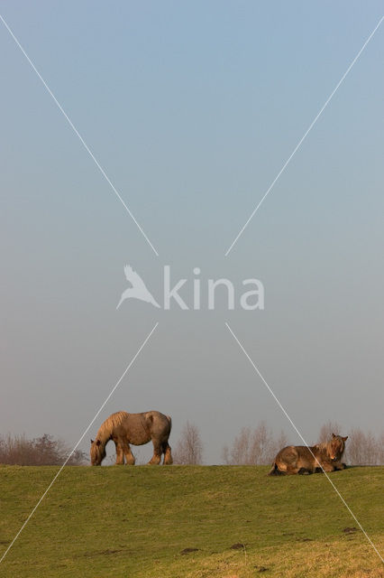 Belgian Horse (Equus spp)