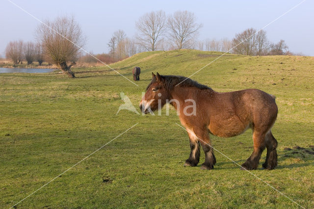 Belgisch trekpaard