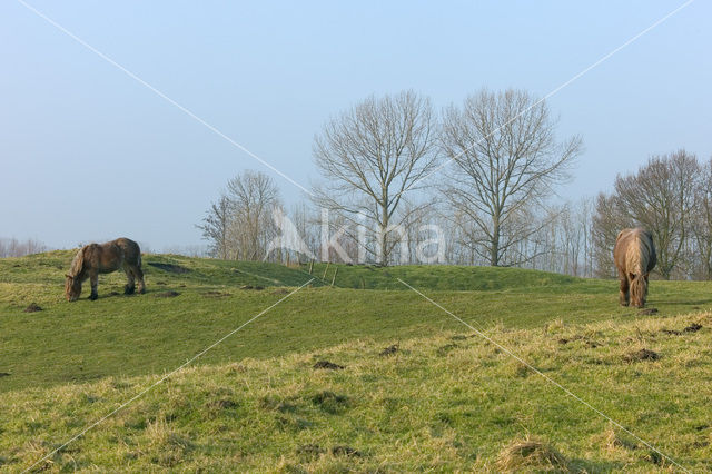 Belgian Horse (Equus spp)