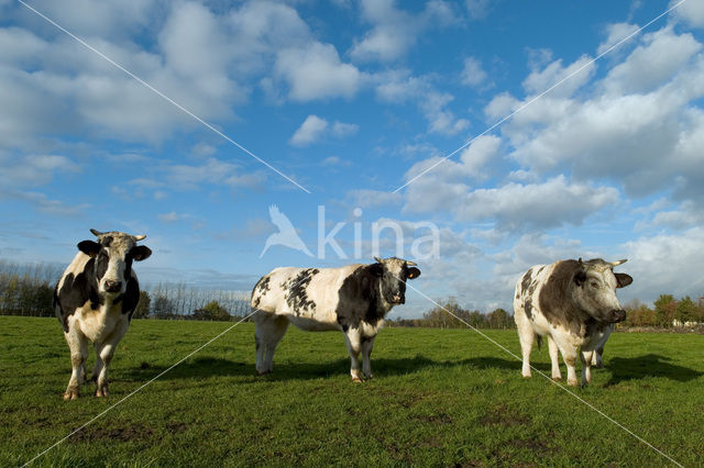 Belgian blue Cow (Bos domesticus)