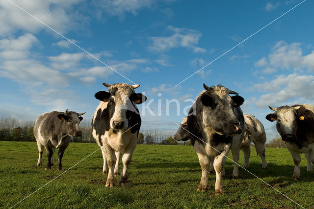 Belgian blue Cow (Bos domesticus)