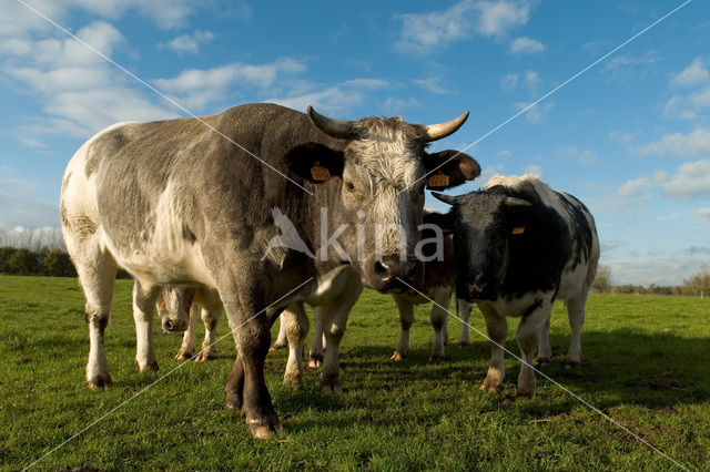 Belgian blue Cow (Bos domesticus)