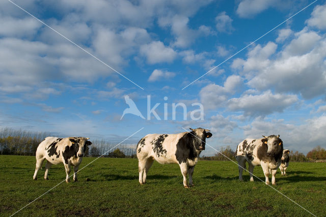 Belgian blue Cow (Bos domesticus)