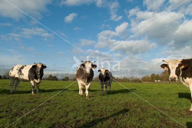 Belgian blue Cow (Bos domesticus)