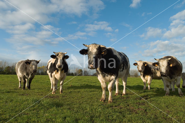 Belgian blue Cow (Bos domesticus)