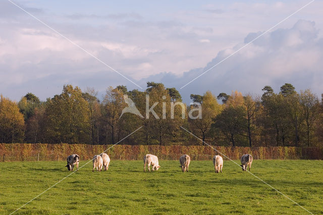 Belgische Blauwe Koe