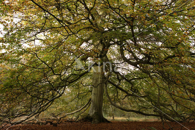 Beuk (Fagus sylvatica)