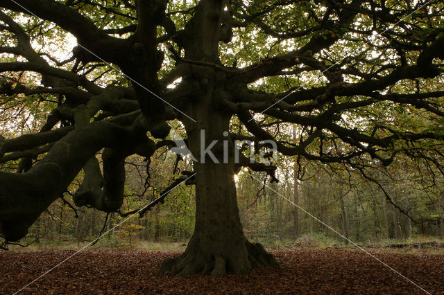 Beuk (Fagus sylvatica)