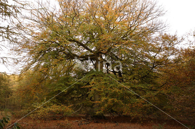 Beech (Fagus sylvatica)