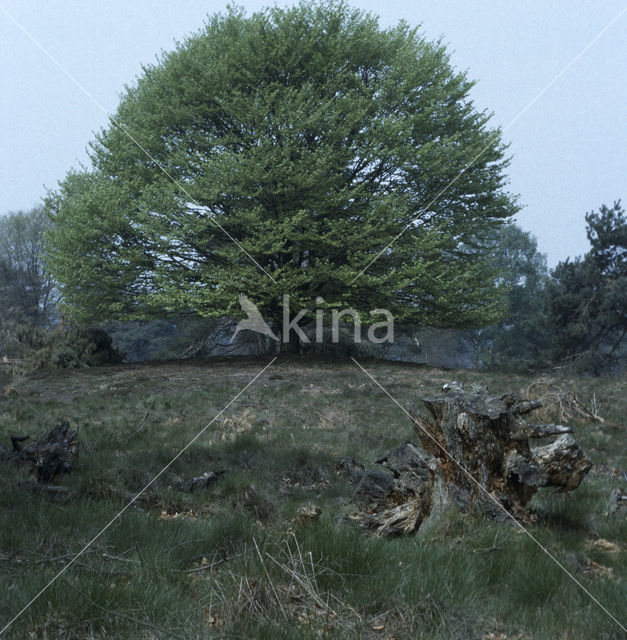 Beech (Fagus spec.)