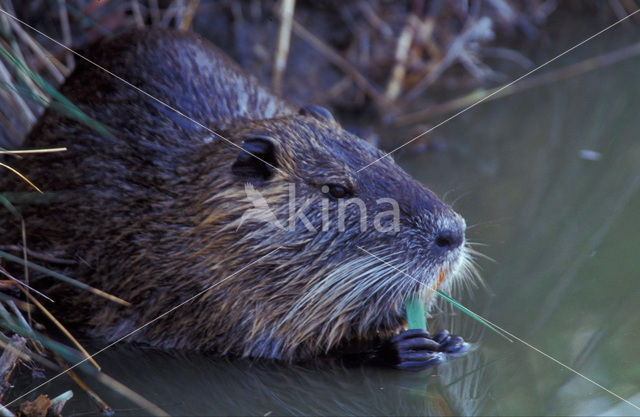 Beverrat (Myocastor coypus)