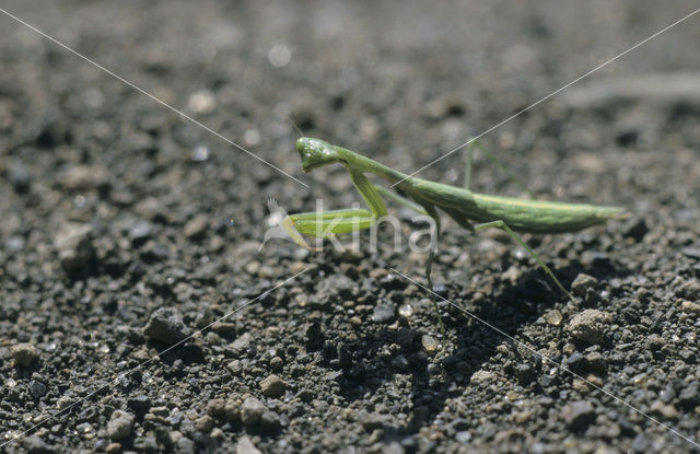 Bidsprinkhaan sp. (Mantis sp.)