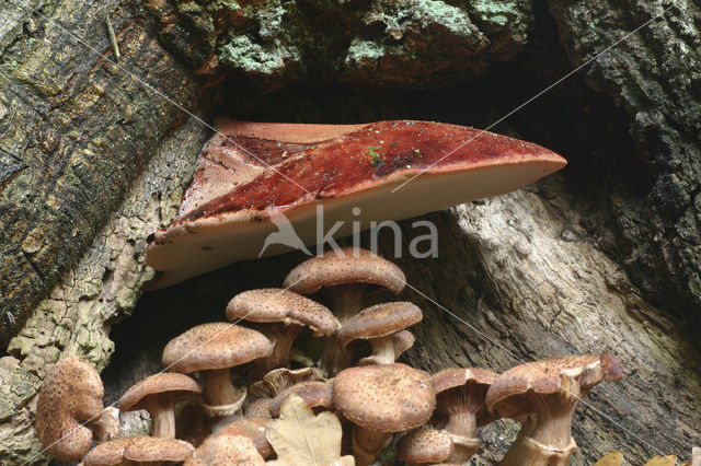 Biefstukzwam (Fistulina hepatica)