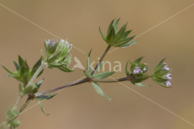 Blauw walstro (Sherardia arvensis)