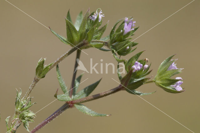 Blauw walstro (Sherardia arvensis)