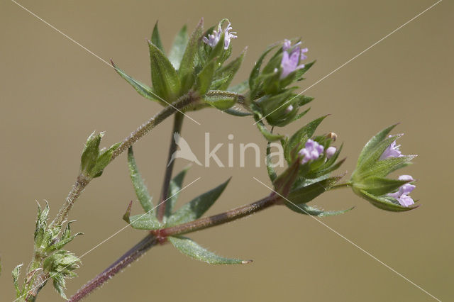 Field Madder (Sherardia arvensis)