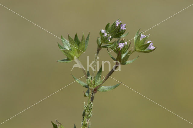 Blauw walstro (Sherardia arvensis)