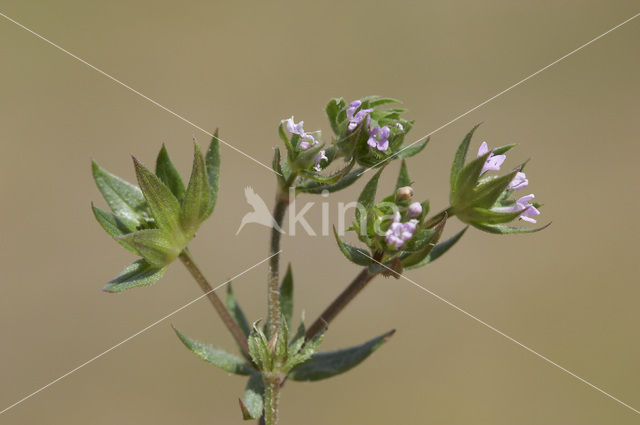 Blauw walstro (Sherardia arvensis)