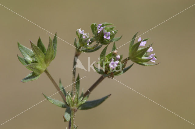 Blauw walstro (Sherardia arvensis)