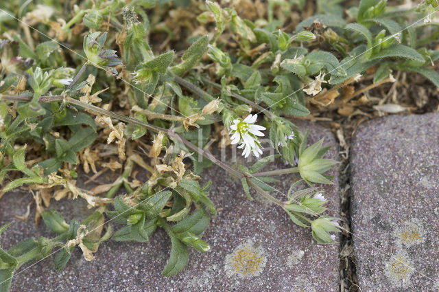 Blauw walstro (Sherardia arvensis)