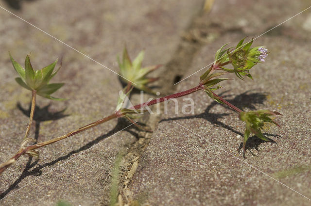 Blauw walstro (Sherardia arvensis)