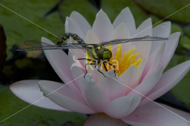 Southern Hawker (Aeshna cyanea)