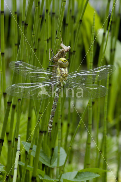 Blauwe glazenmaker (Aeshna cyanea)